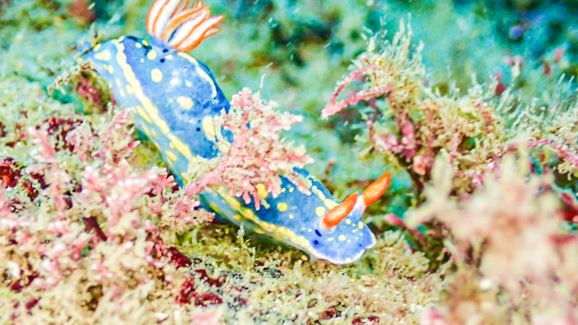 ウミウシ
